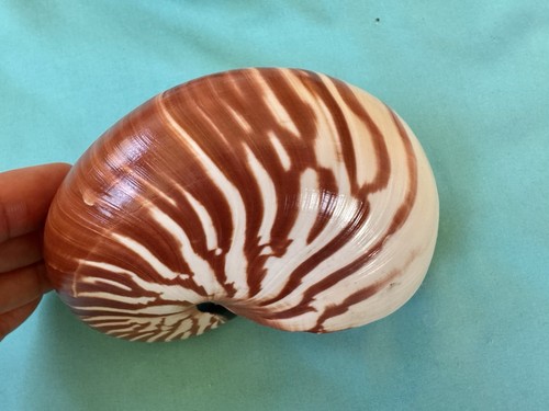 Bellissima conchiglia marina - bellissima,
