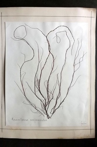 Pressed seaweed 1880 - 1880's, folio