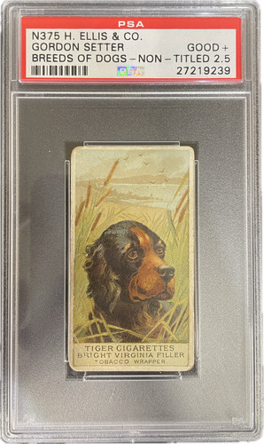 Gordon setter 1889 - setter, n375
