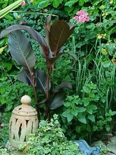 Pianta canna Russian Red