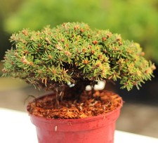 Nano abete coreano Abies