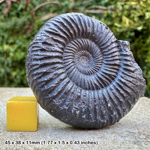 Rare virgatosphinctes frequens - rare,