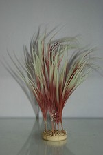 Pianta Acquario Echndrus