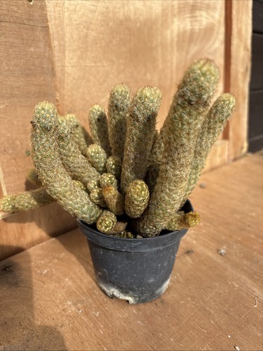 Mammillaria elongata - mammillaria,