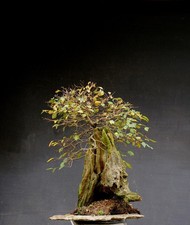 Bonsai di Olmo resistente