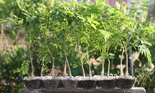 Piantine prebonsai glicine - prebonsai,