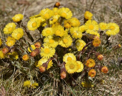 Tussilago farfara 100 seeds - farfara,