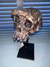 Sahelanthropus tchadensis -