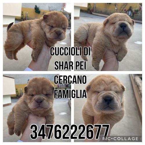 Cuccioli shar pei - shar,