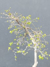 Bonsai Olmo Campestre 57x30cm