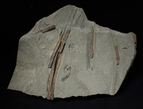 Jurassic ichthyosaur ribs - , in