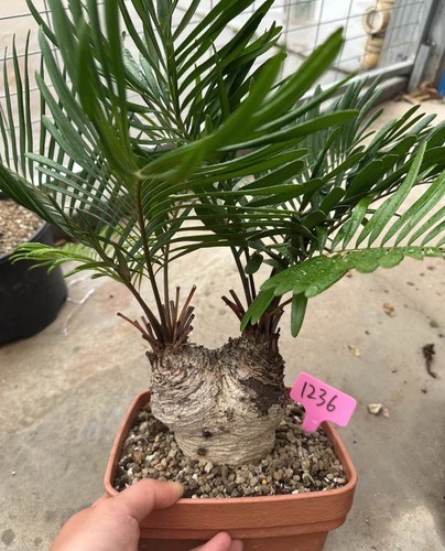 Rara zamia floridana - , wysiwyg
