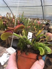 plantes carnivores dionaea