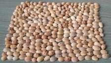 Ciprea Lotto 300 Piccole Mindanao Filippine Conchiglie Decorazioni e Acquario