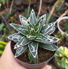 Agave Regina Vittoria Agave Victoriae-reginae pianta grassa succulenta vaso ø10