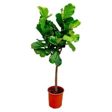 Albero di ficus lirata |
