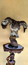 Trofeo di caccia esemplare Poiana tassidermia taxidermy bird uccello imbalsamato