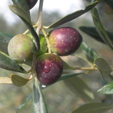 Pianta ulivo itrana vaso - di, in