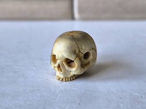 Memento mori vanitas skull - memento,