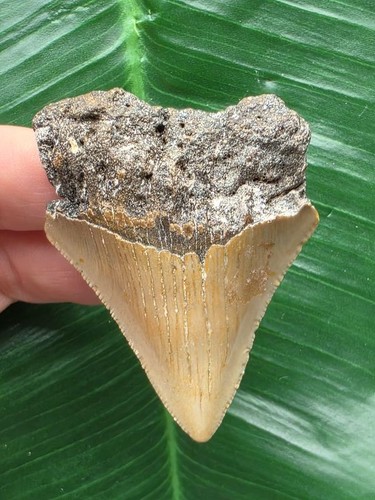 Dente marrone del megalodonte
