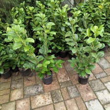 10  Piante Lauroceraso "Prunus laurocerasus" pianta da siepe in vaso 80/100 Cm