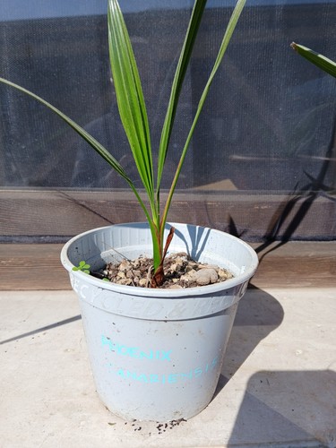 Phoenix canariensis - phoenix,