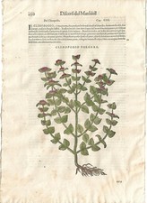 Stampa antica MATTIOLI