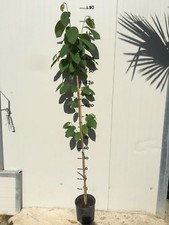 Pianta di Annona cherimola