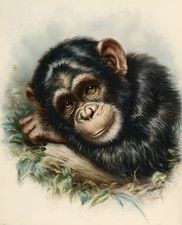 Stampa arte animale natura