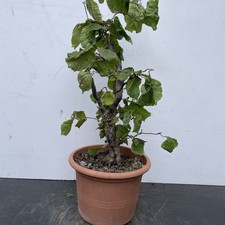 Pre Bonsai Nocciolo Contorto