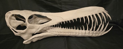 Pterosaur skull boreopterus - pterosaur, skull-boreopterus