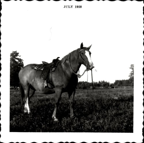 Foto vintage animale cavallo