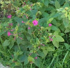 Semi bella / belli di notte