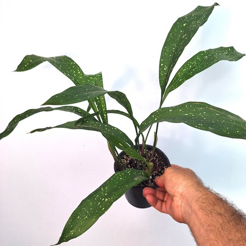 Aspidistra milky way - aspidistra,