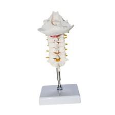 7 sezione Vertebra cervicale