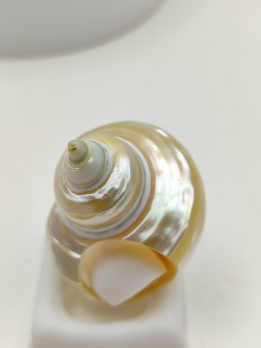 Anello donna conchiglia di - anello,