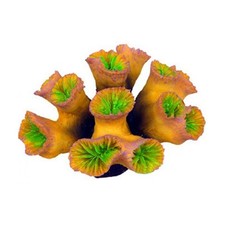 AQL Decorazione Corallo in