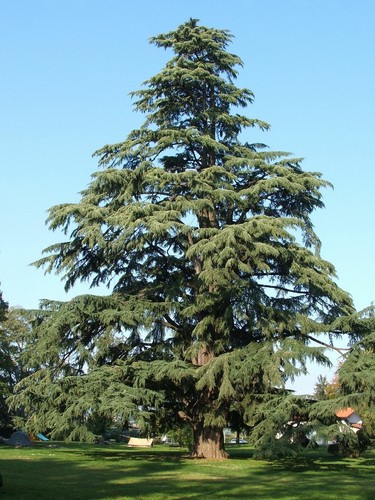 Cedro dell himalaya cedrus - dell'himalaya, "cedrus