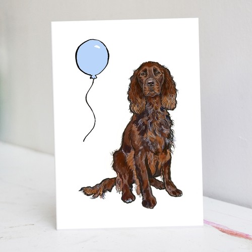 Cioccolato cocker spaniel - cioccolato,