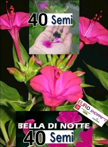 Semi bella notte viola - di,