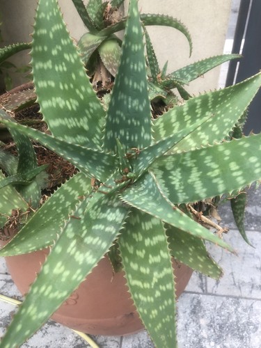 Aloe saponaria - aloe,