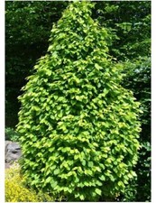 Pianta carpinum - pianta, di