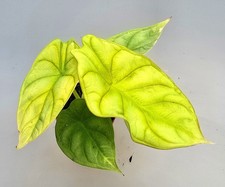 Bellissimo alocasia dragon - alocasia,