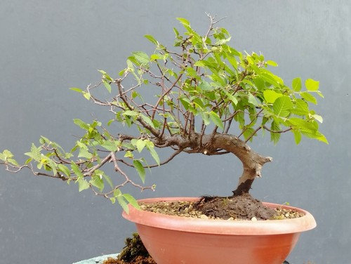 Bonsai olmo campestre 37x40cm - bonsai,