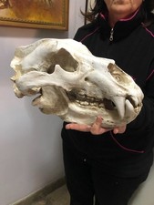 Enorme Modello Teschio Di Orso