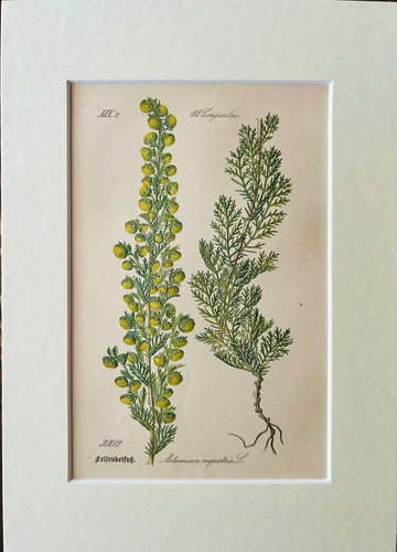 Stampa botanica erbe - , antiche