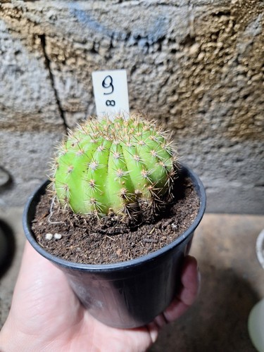 Tri cereus schickendantzii - tri.cereus,