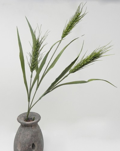 Spighe grano verde - spighe,
