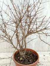 Bonsai prebonsai melograqno - bonsai,
