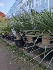 Yucca Rostrata circa 30 cm